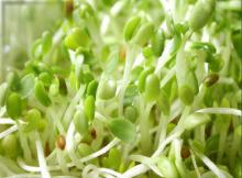 sprouts1.jpg