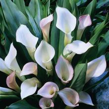 6520-zantedeschia-crystal-blush.jpg